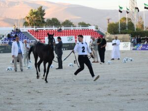 وزارة الزراعة تؤكد العمل على إلغاء الحظر الدولي عن الخيول العربية السورية