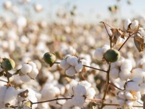 تحديد سعر القطن المحبوب بدعم من صندوق الإنتاج الزراعي في سوريا