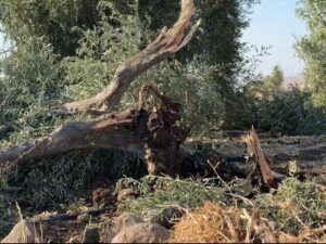 الاحتلال الإسرائيلي يواصل انتهاكاته ويجرف أراضي زراعية في بلدة عابدين بريف درعا