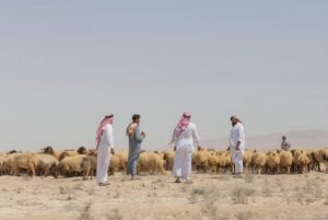 الأمن الداخلي يسترد 264 رأساً من الأغنام المسروقة في البادية السورية