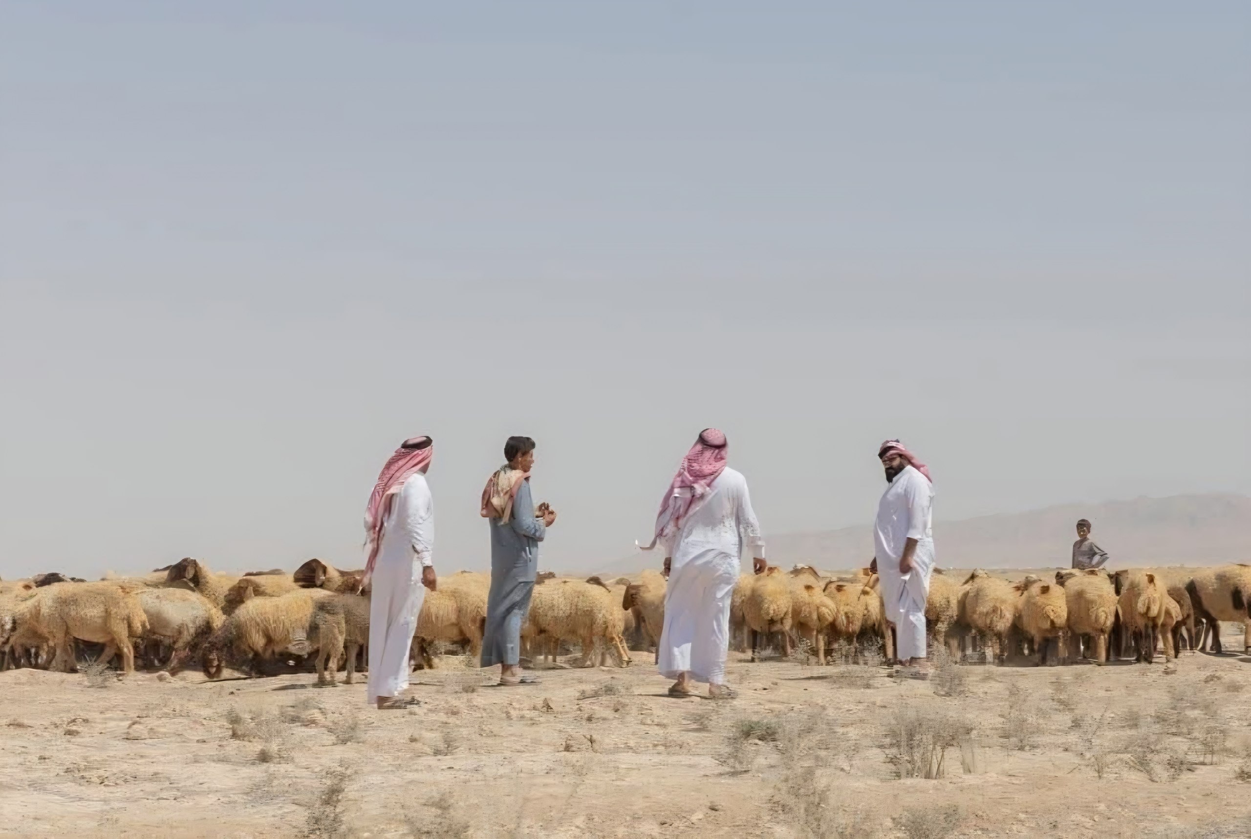 الأمن الداخلي يسترد 264 رأساً من الأغنام المسروقة في البادية السورية