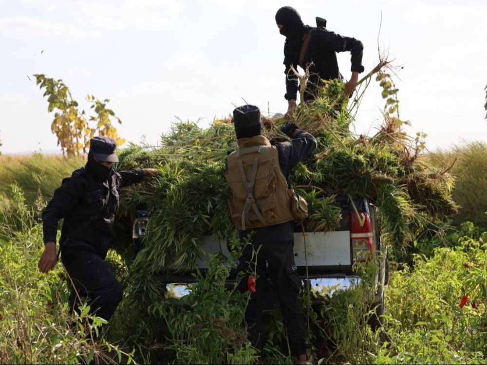 Anti-Narcotics Department seizes cannabis farm in Al-Safira area in rural Aleppo مكافحة المخدرات تضبط مزرعة "قنب" في منطقة السفيرة بريف حلب