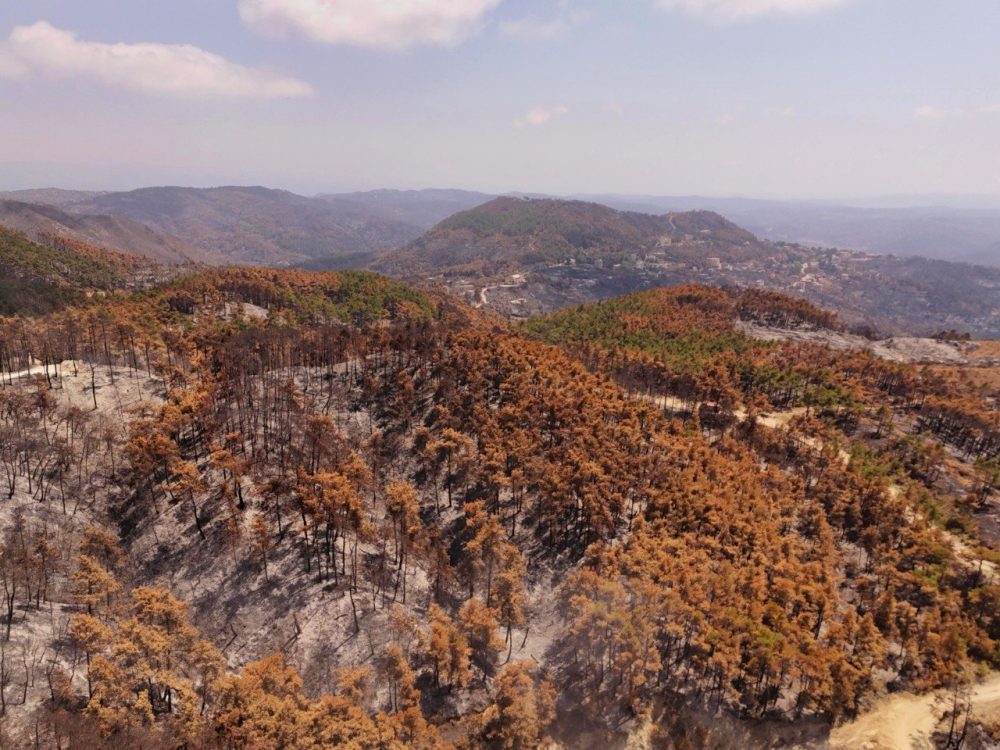 Syrian coastal forests