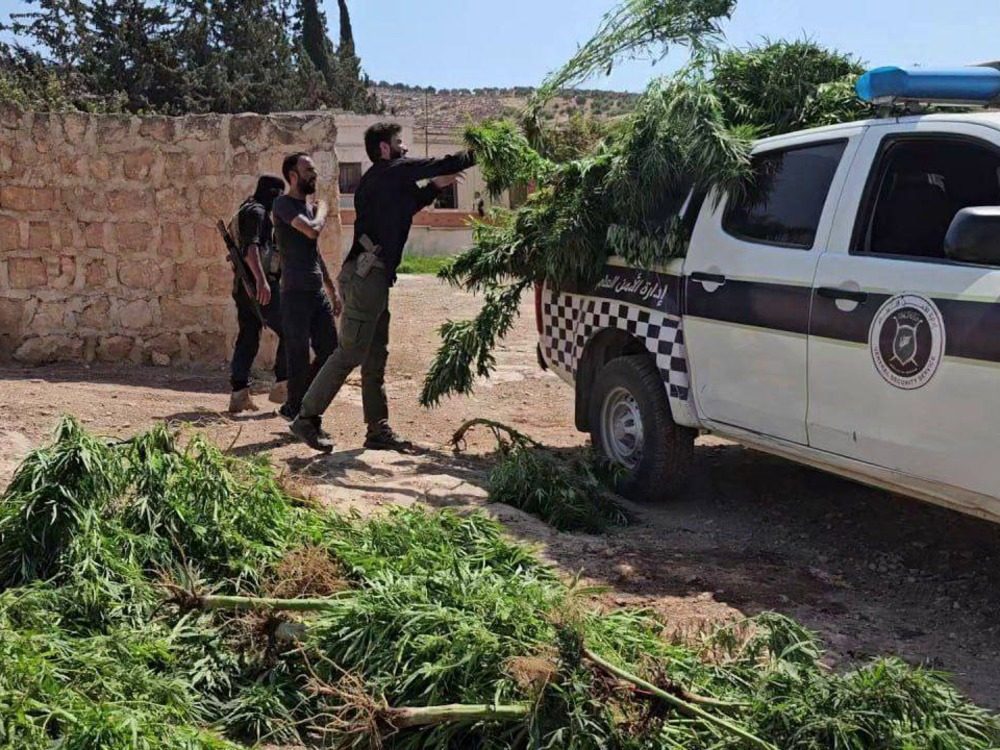 حلب.. ضبط مزرعة للقنّب وإلقاء القبض على مالكها في عفرين