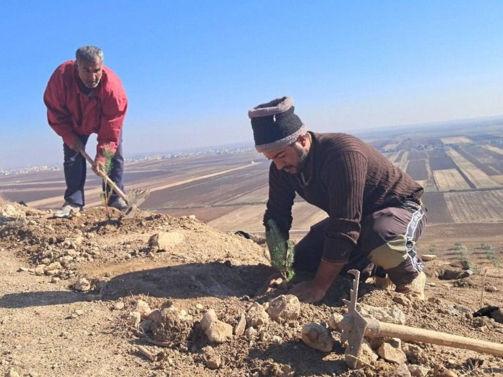 تشمل 5 مواقع.. هيئة تطوير الغاب تنفذ خطتها الحراجية بزراعة 30 ألف غرسة