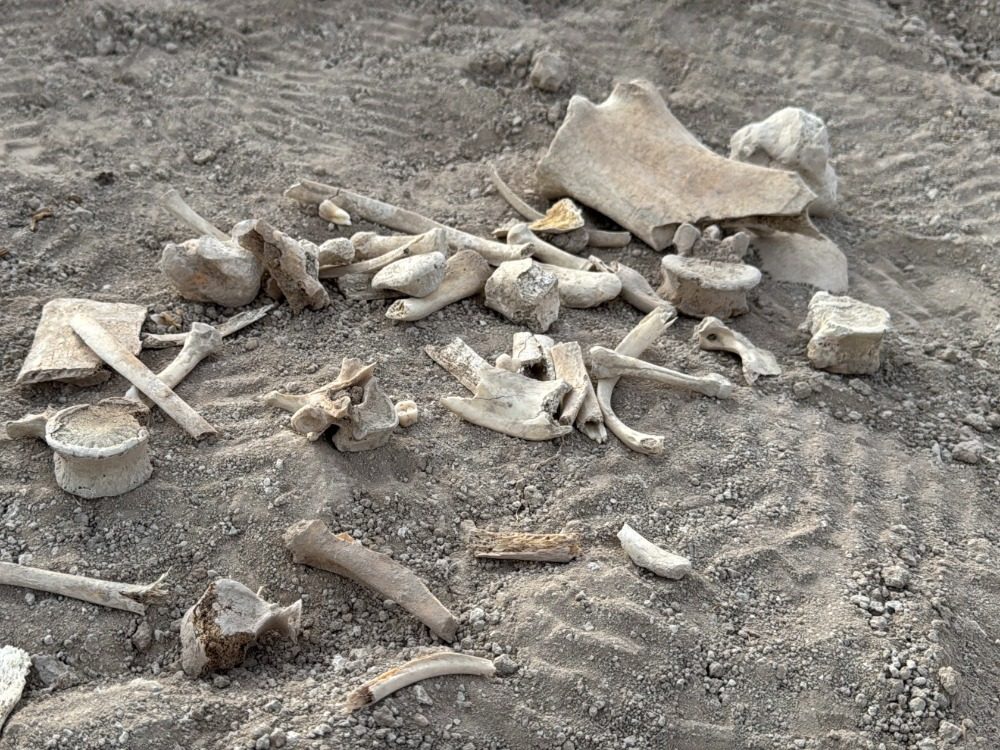 mass grave العثور على مقبرة جماعية شرقي مدينة دوما بريف دمشق