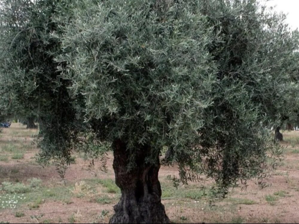 olive tree وزارة الزراعة تحدد مواعيد قطاف الزيتون في المحافظات للموسم الحالي