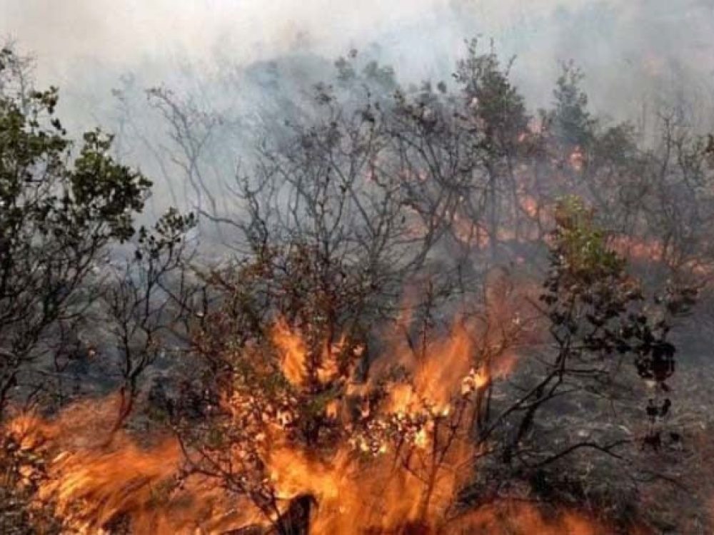 Latakia fires
